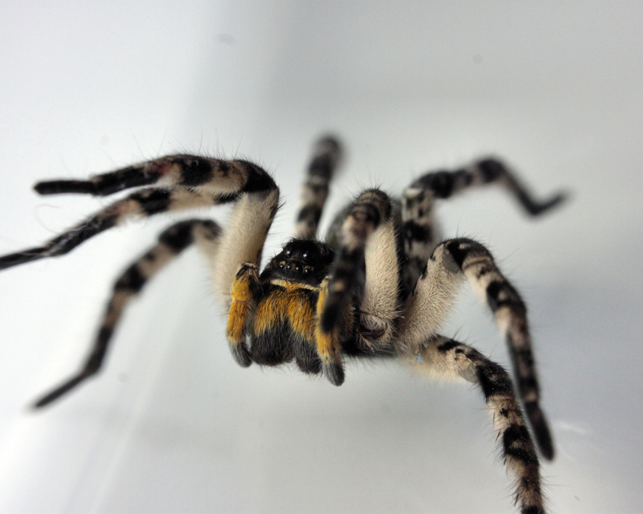 Паук на сером фоне крупным планом