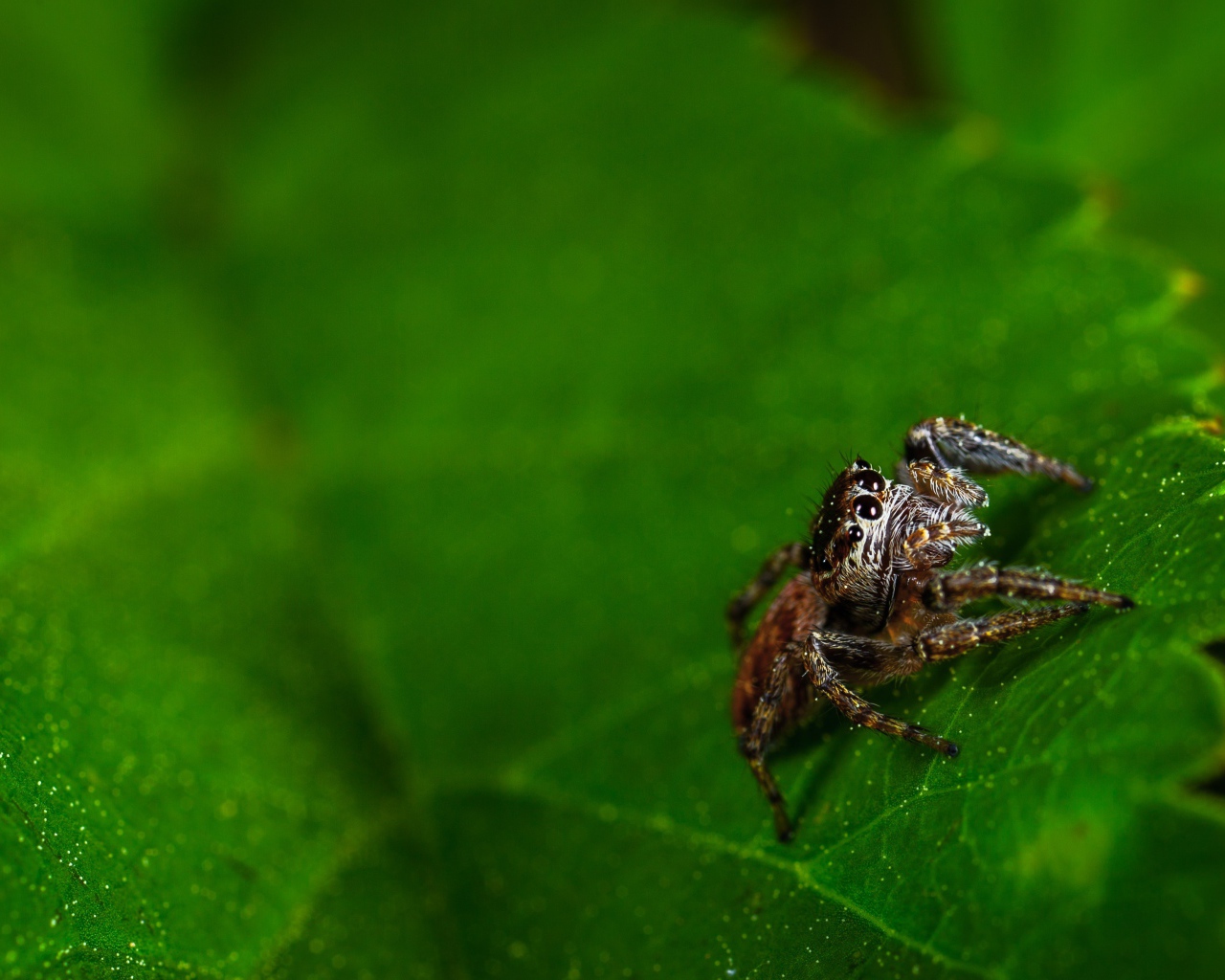 Паук сидит на зеленом листе 