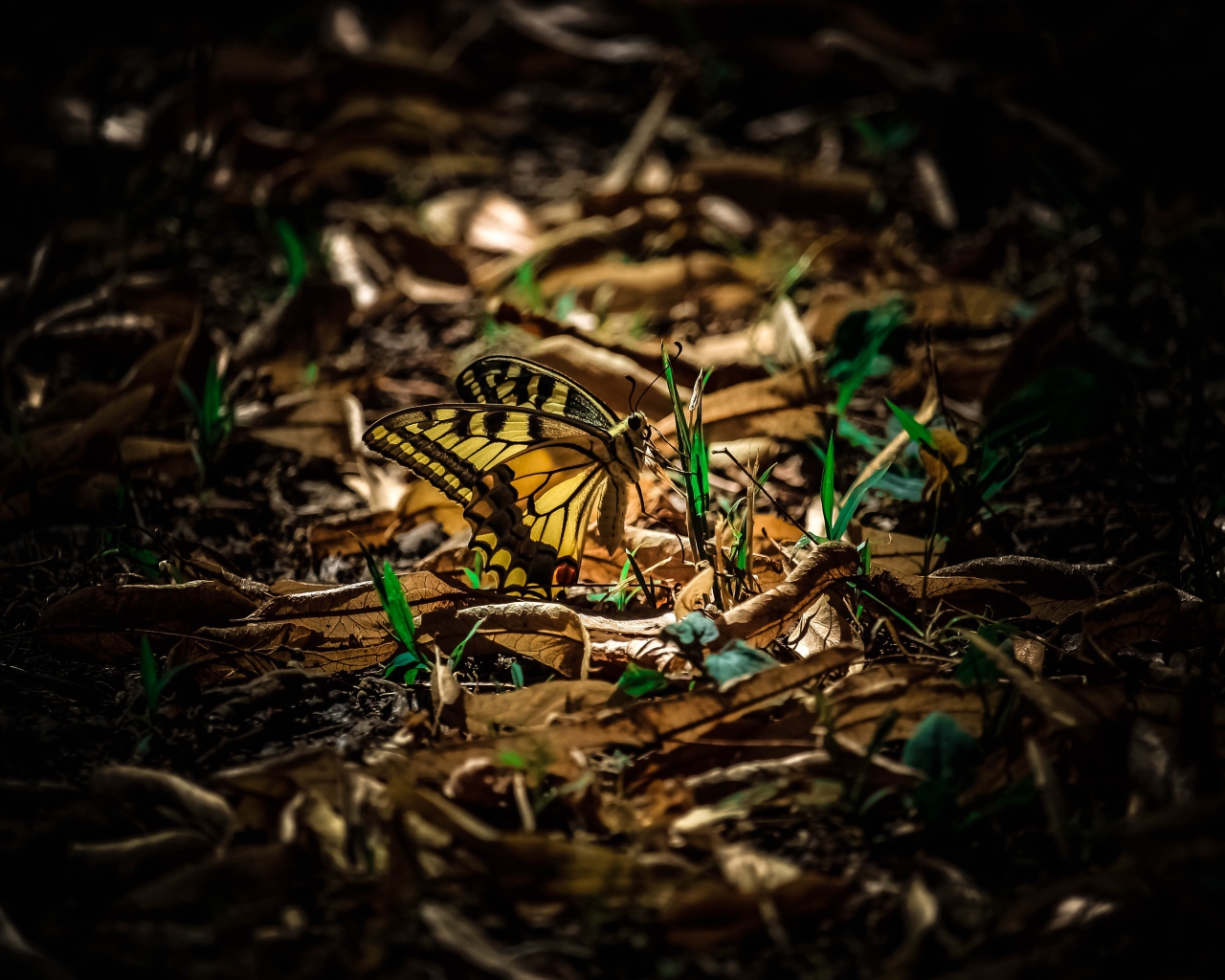 Бабочка махаон сидит на зеленой траве