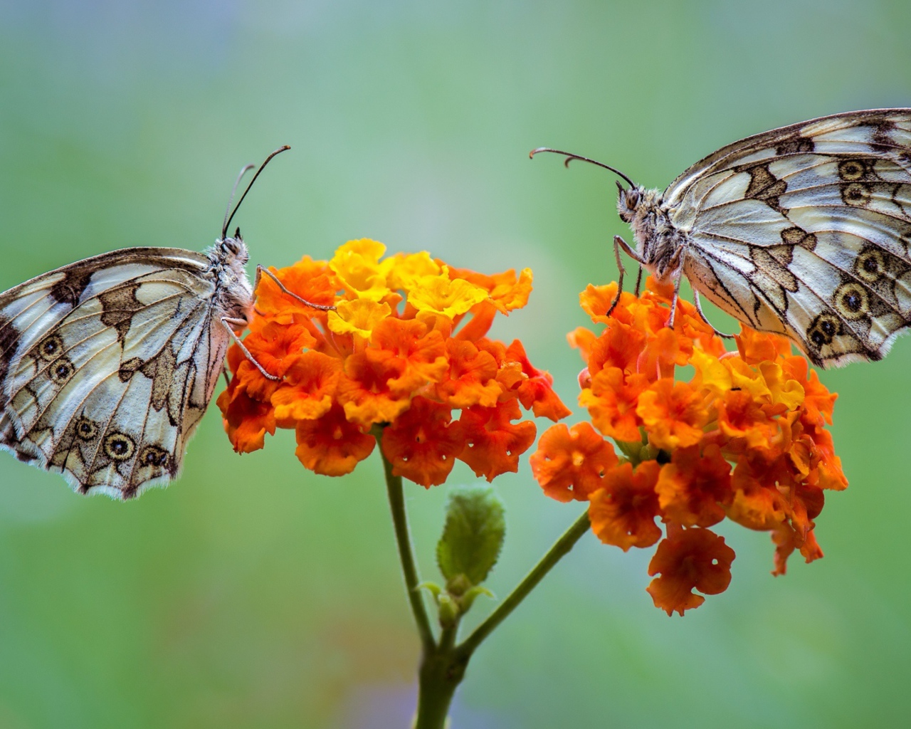 Две бабочки сидят на оранжевых цветах 
