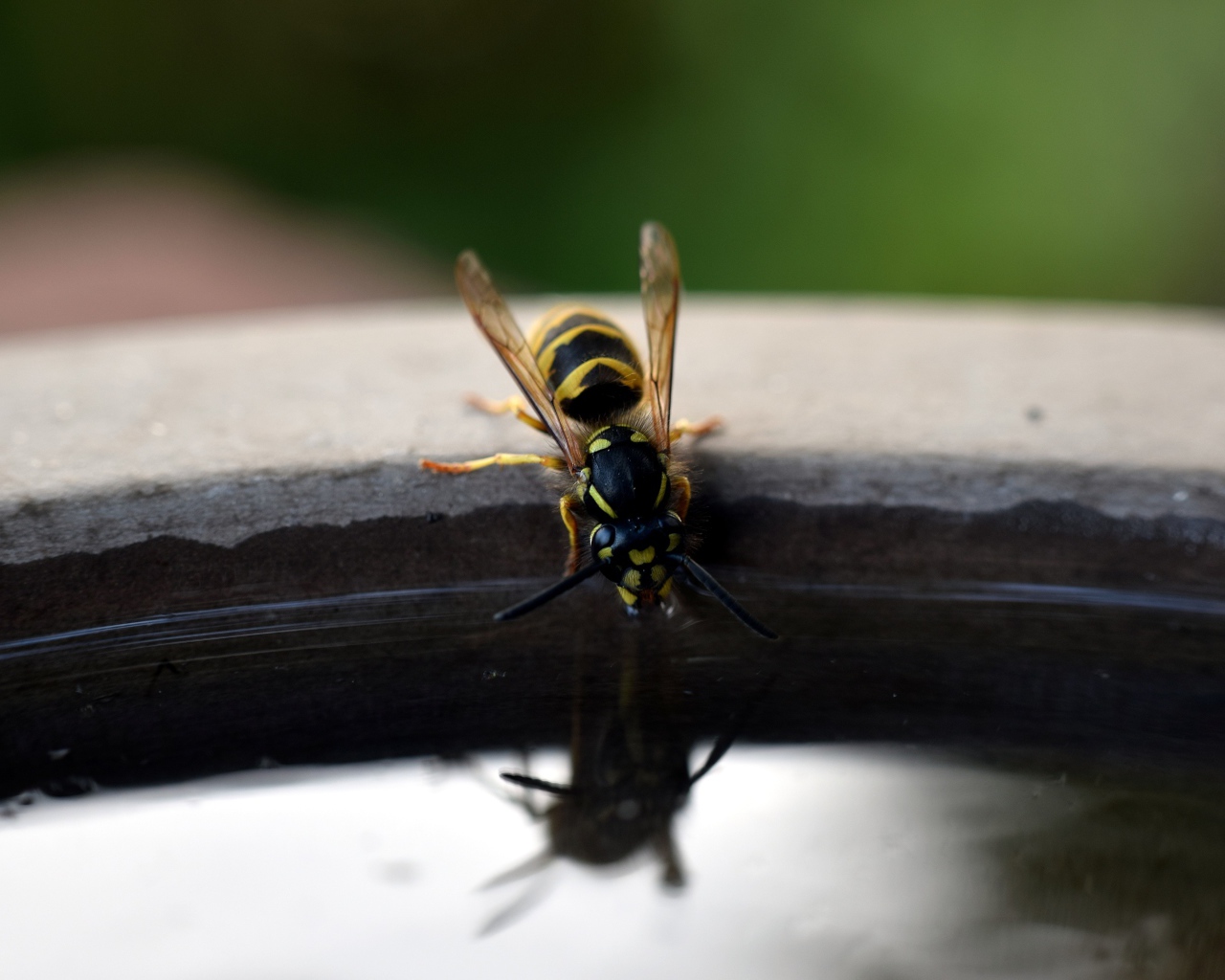 Оса пьет воду из бочки