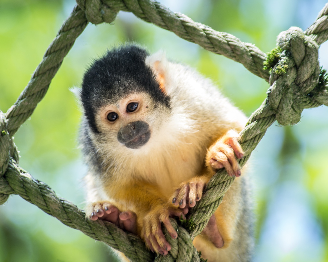 Обезьяна капуцин сидит на сетке