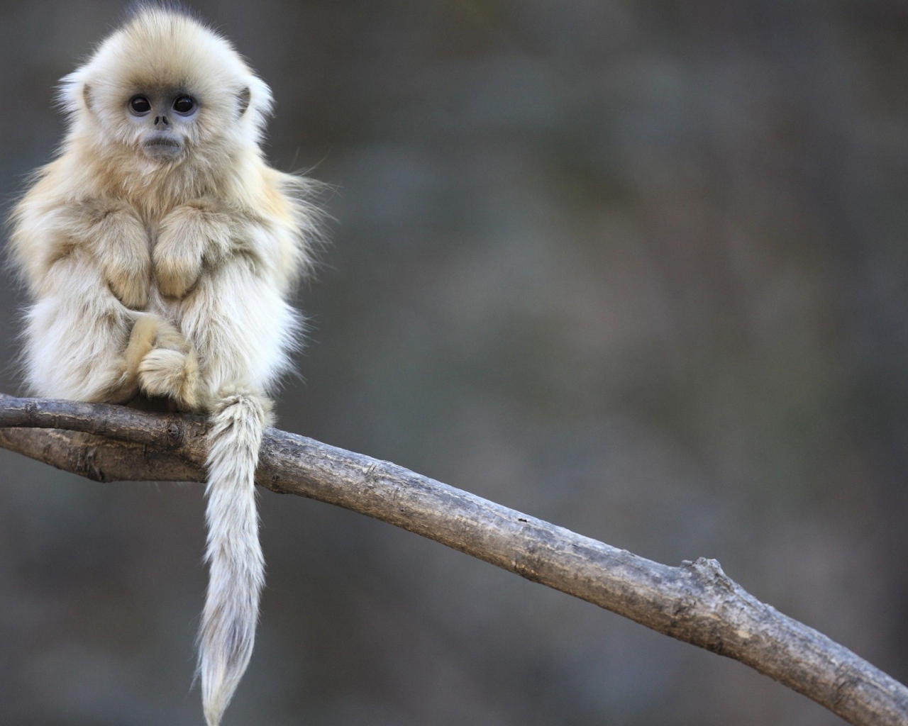 Маленькая обезьянка сидит на ветке дерева