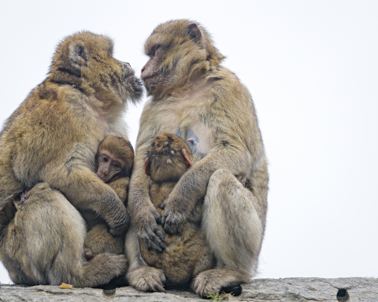 Две обезьяны с детенышами 