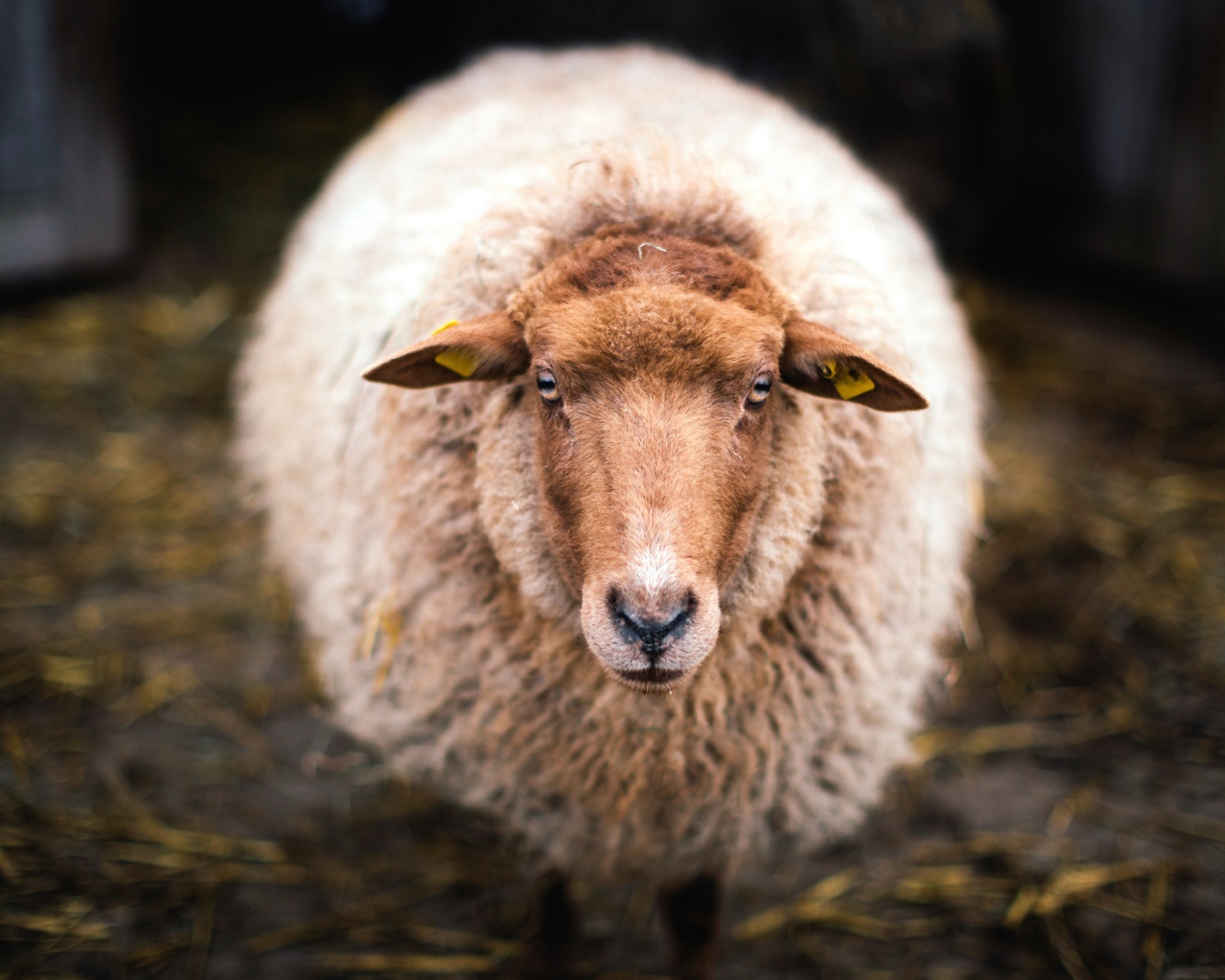 Большая овца с густой шерстью