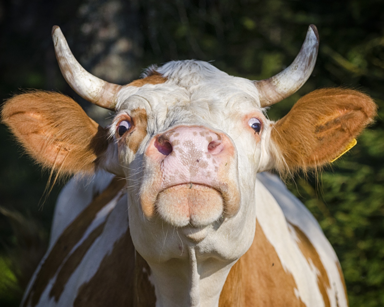 Домашняя корова морда крупным планом