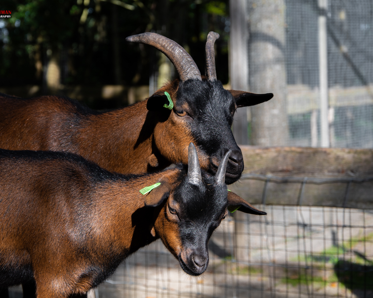 Two brown domestic goats