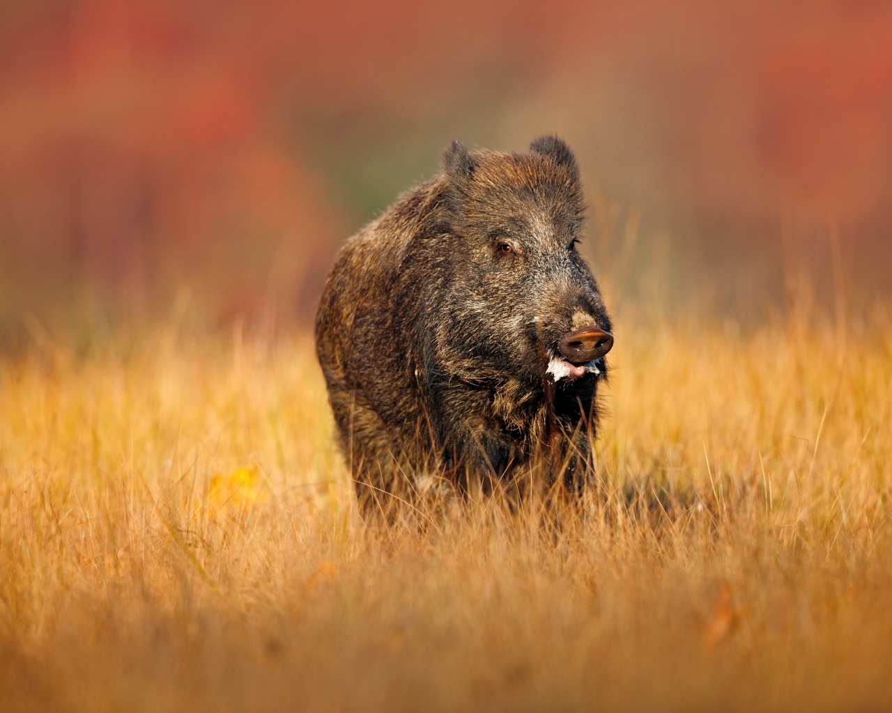 Большой боров идет по сухой траве