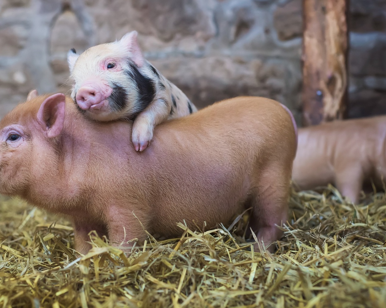 Милые поросята в свинарнике