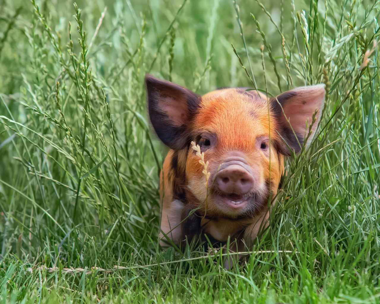 Маленький забавный поросенок в зеленой траве