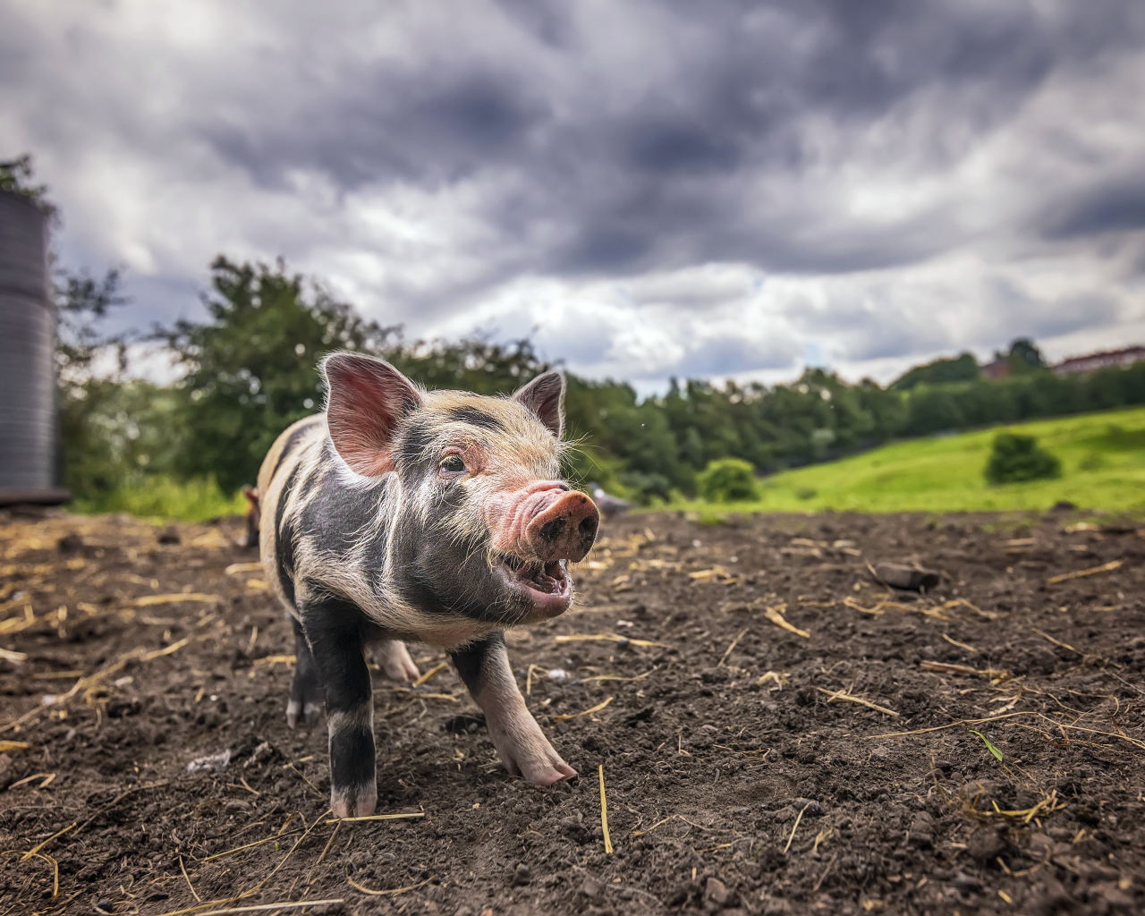 Маленький поросенок на земле под пасмурным небом