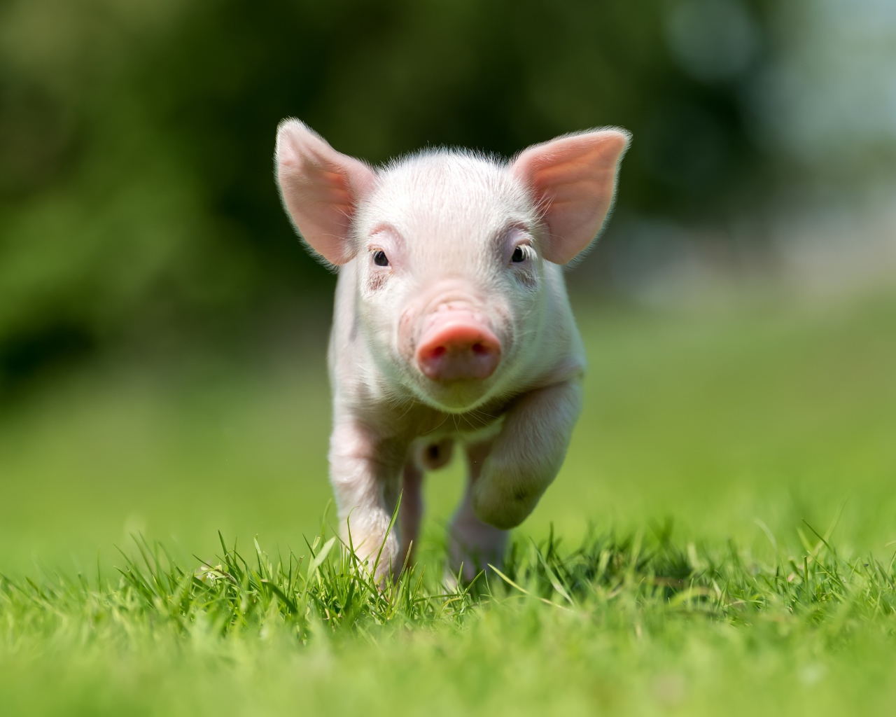 Little pink pig running through green grass