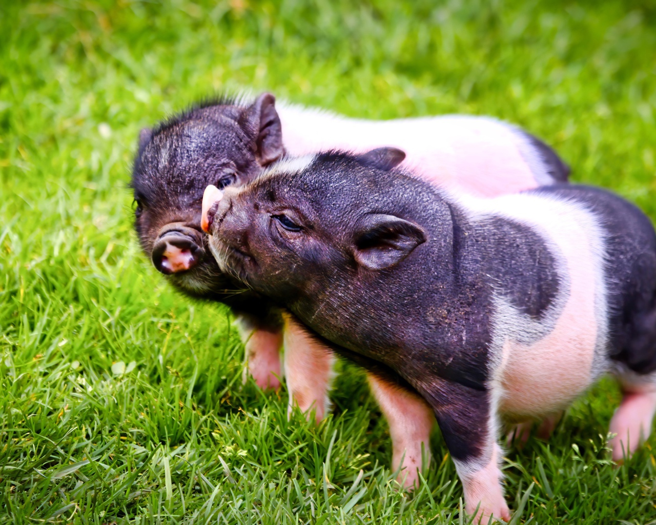 Два милых поросенка на зеленой траве