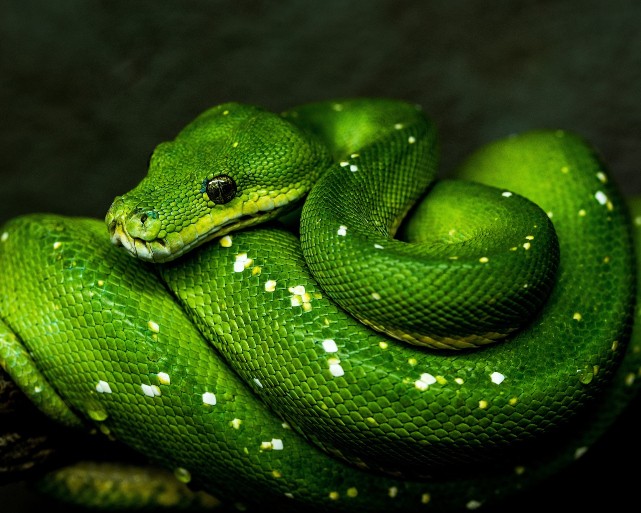 Красивая большая зеленая змея крупным планом