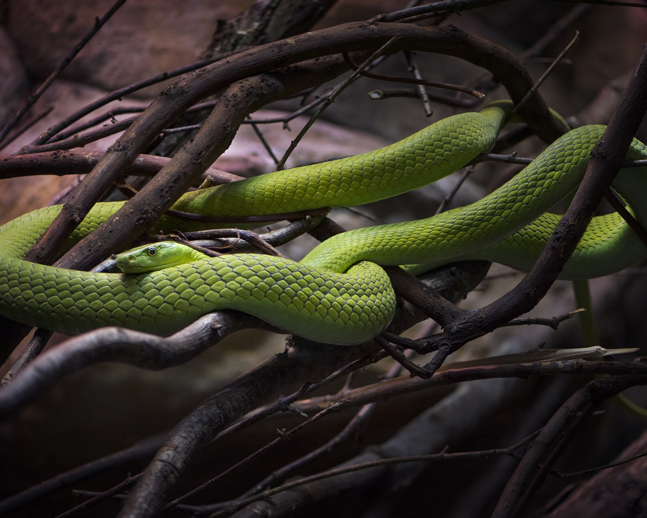 Красивая зеленая змея в ветках дерева