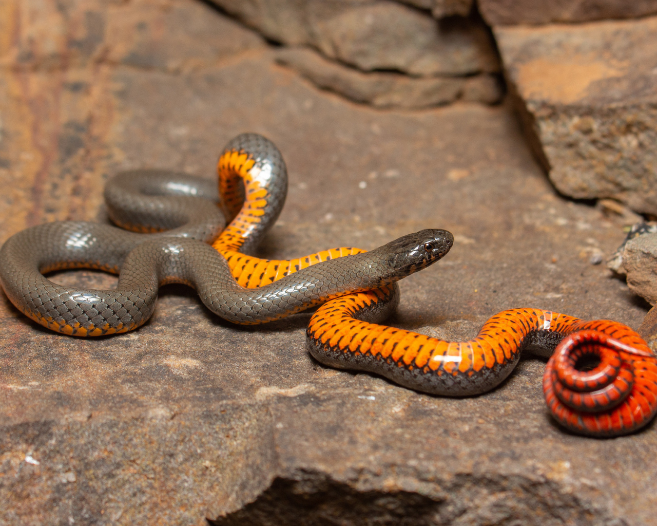 Красивая маленькая змея у камней