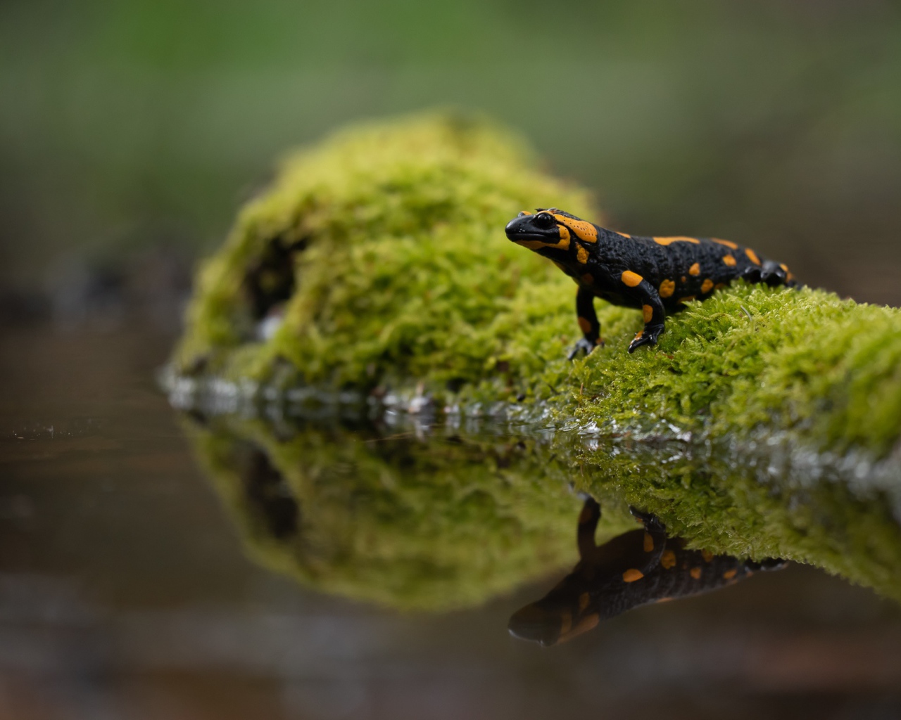 Красивая саламандра отражается в воде