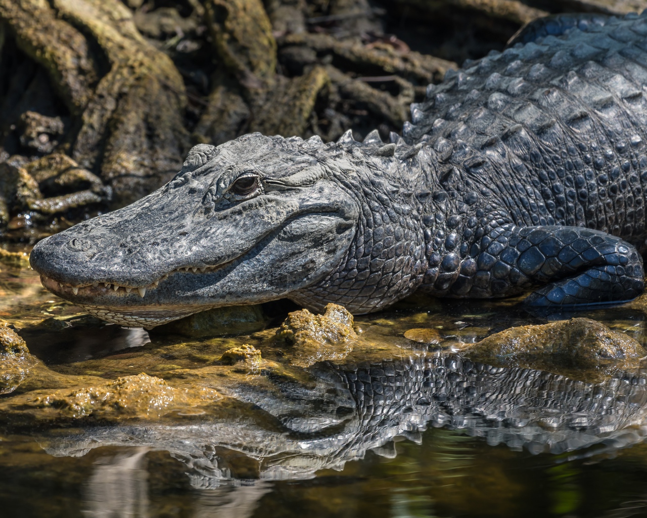 Большой аллигатор в воде