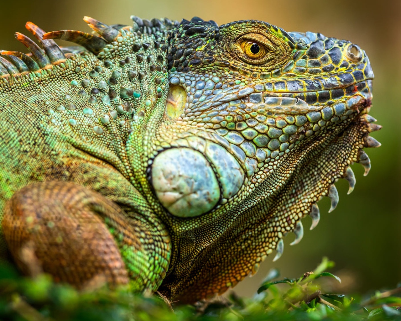 Большая зеленая игуана крупным планом 