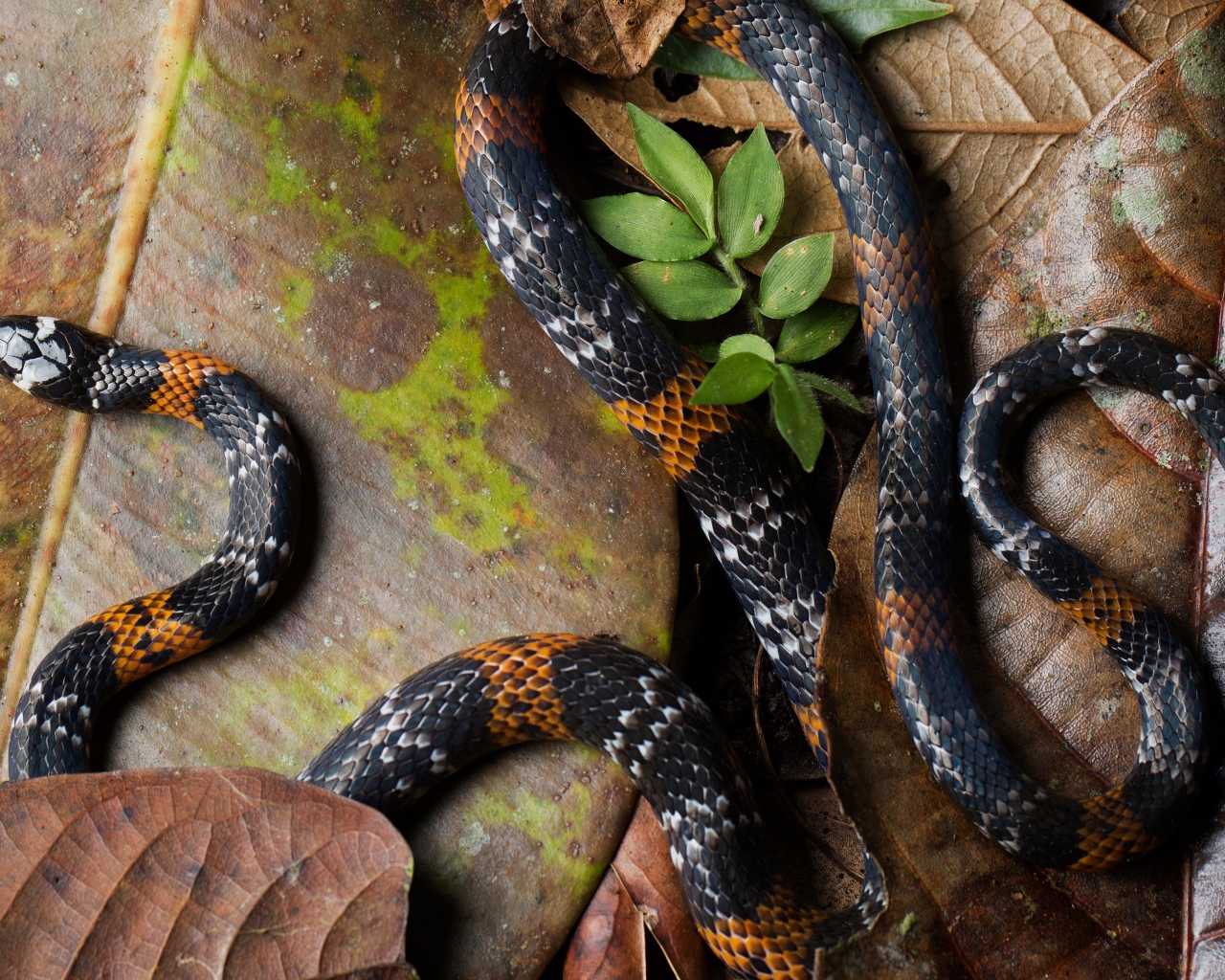 Элегантная коралловая змея на больших сухих листьях 