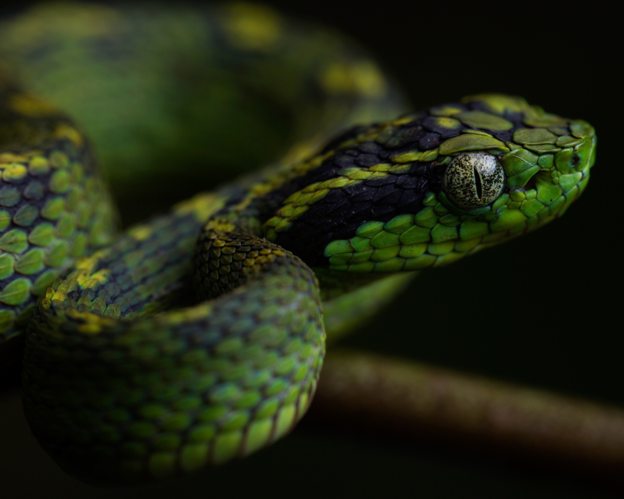 Зеленая гадюка с большими глазами на ветке