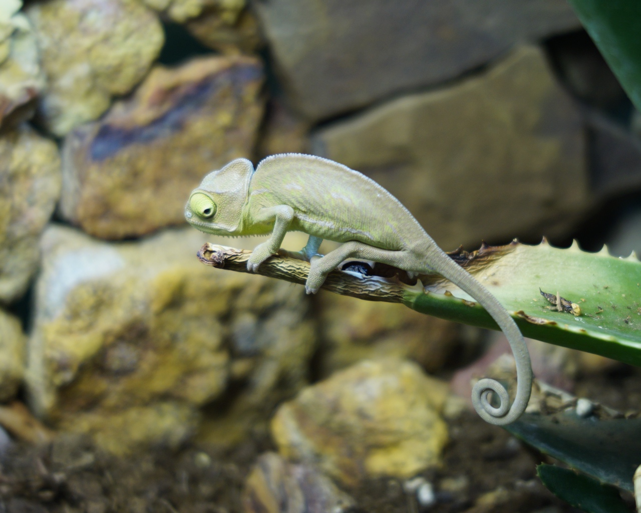 Зеленый хамелеон сидит на ветке алоэ