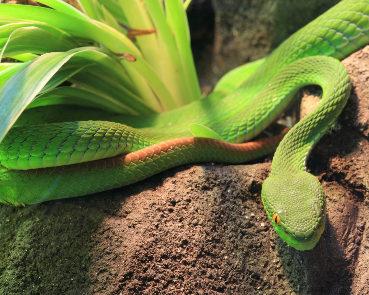 Зеленая змея ползет по земле у растения 