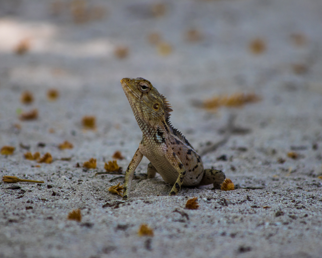 Маленькая ящерица на песке