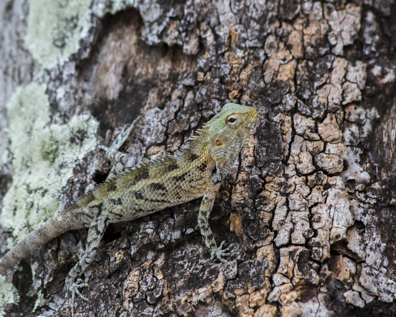 Маленькая ящерица сливается с деревом