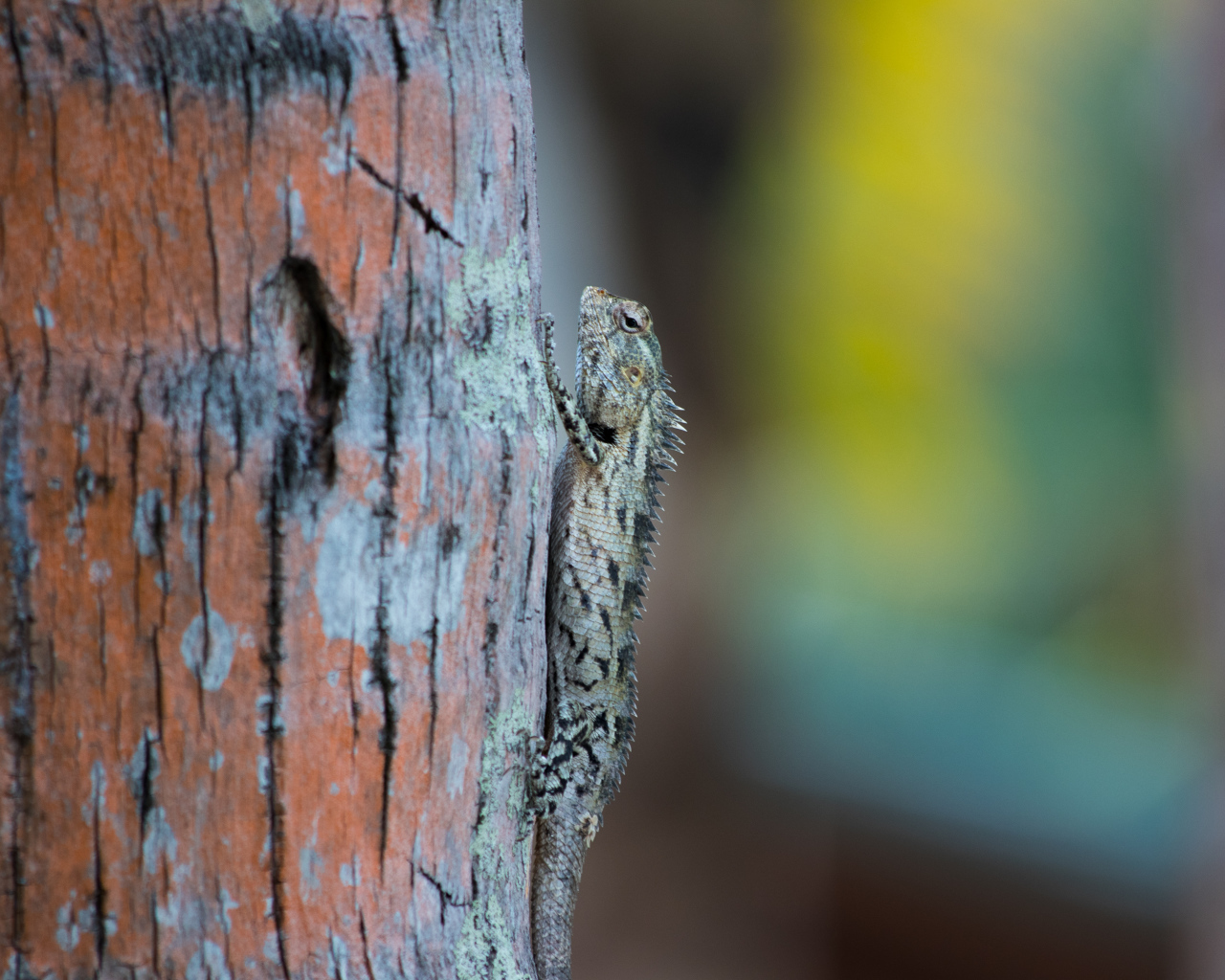 Маленькая ящерица на стволе дерева