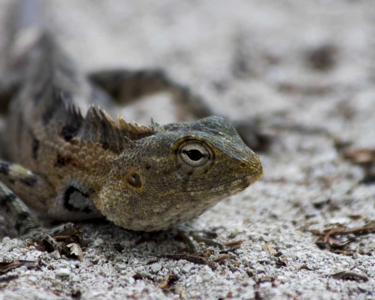 Ящерица с большими глазами на песке