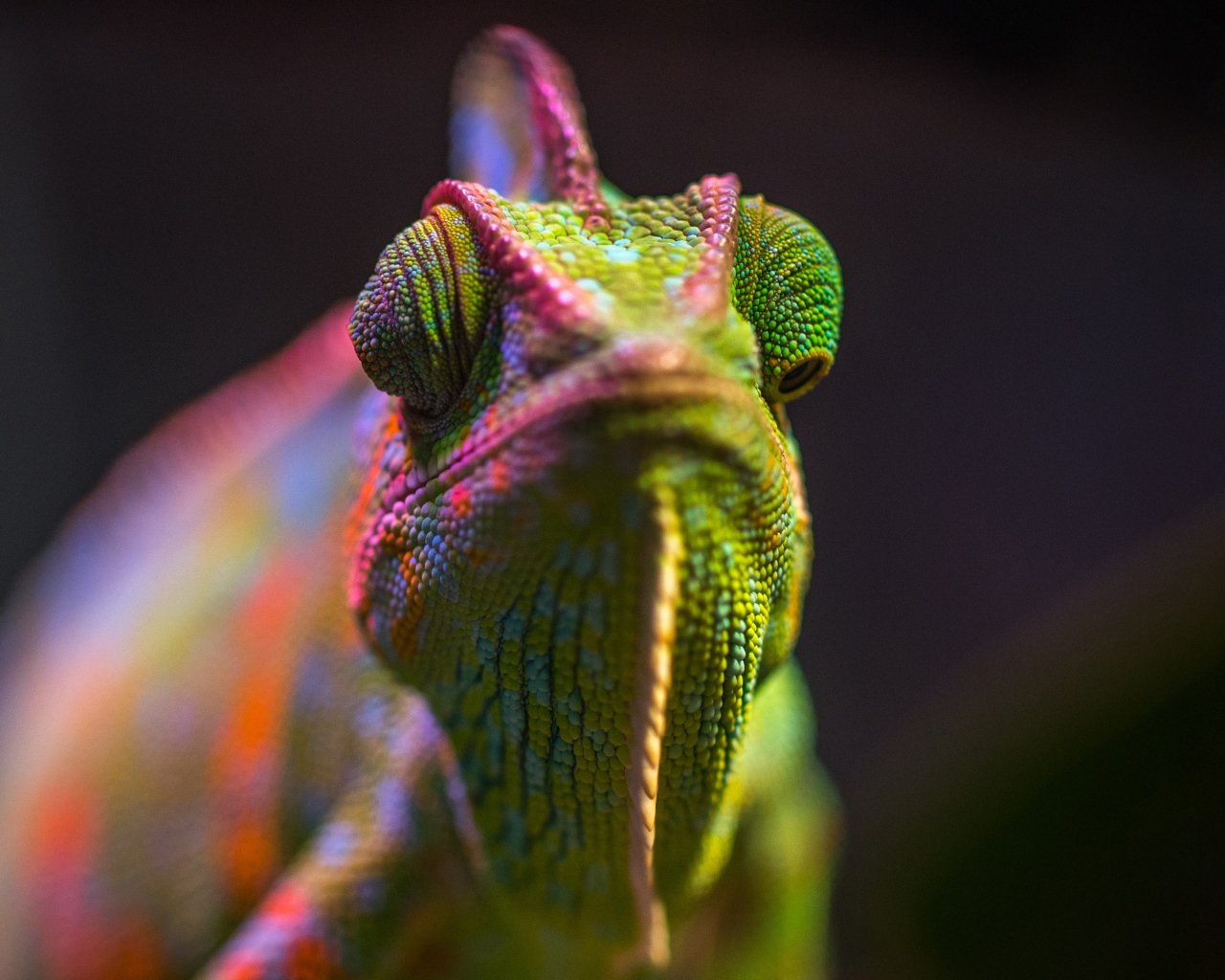 Разноцветный хамелеон крупным планом