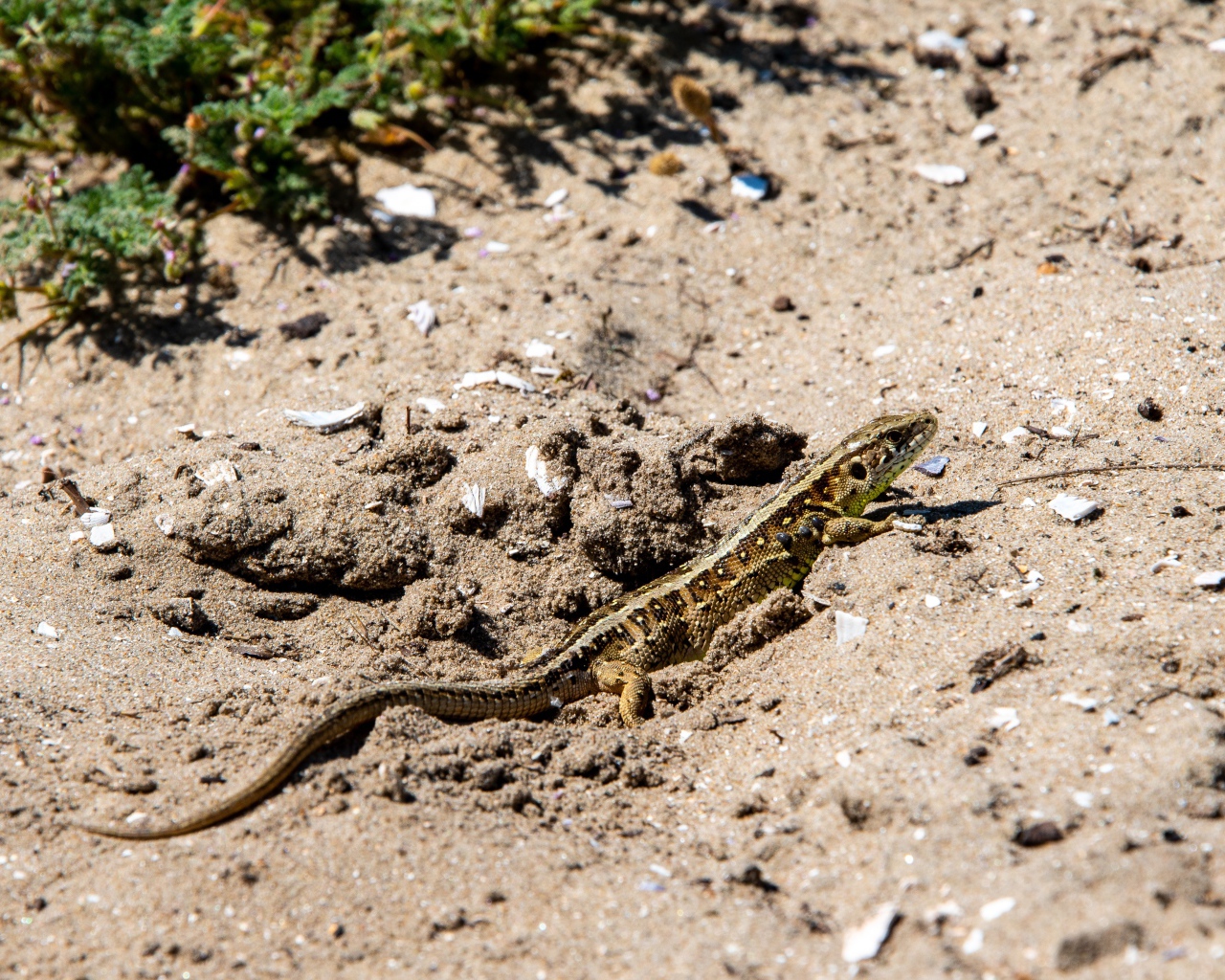 Маленькая быстрая ящерица на песке 