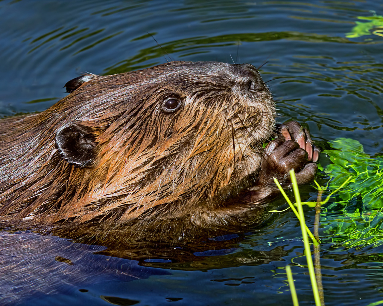 Большой бобр в воде грызет листву