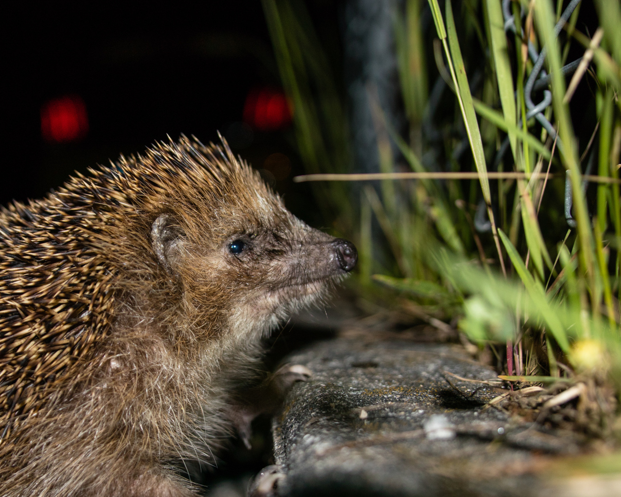 Большой колючий еж у зеленой траве