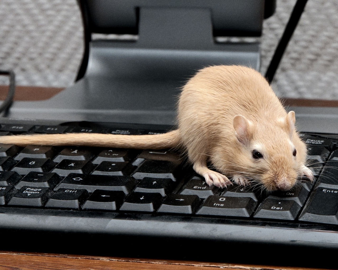 Рыжая крыса сидит на черной клавиатуре 