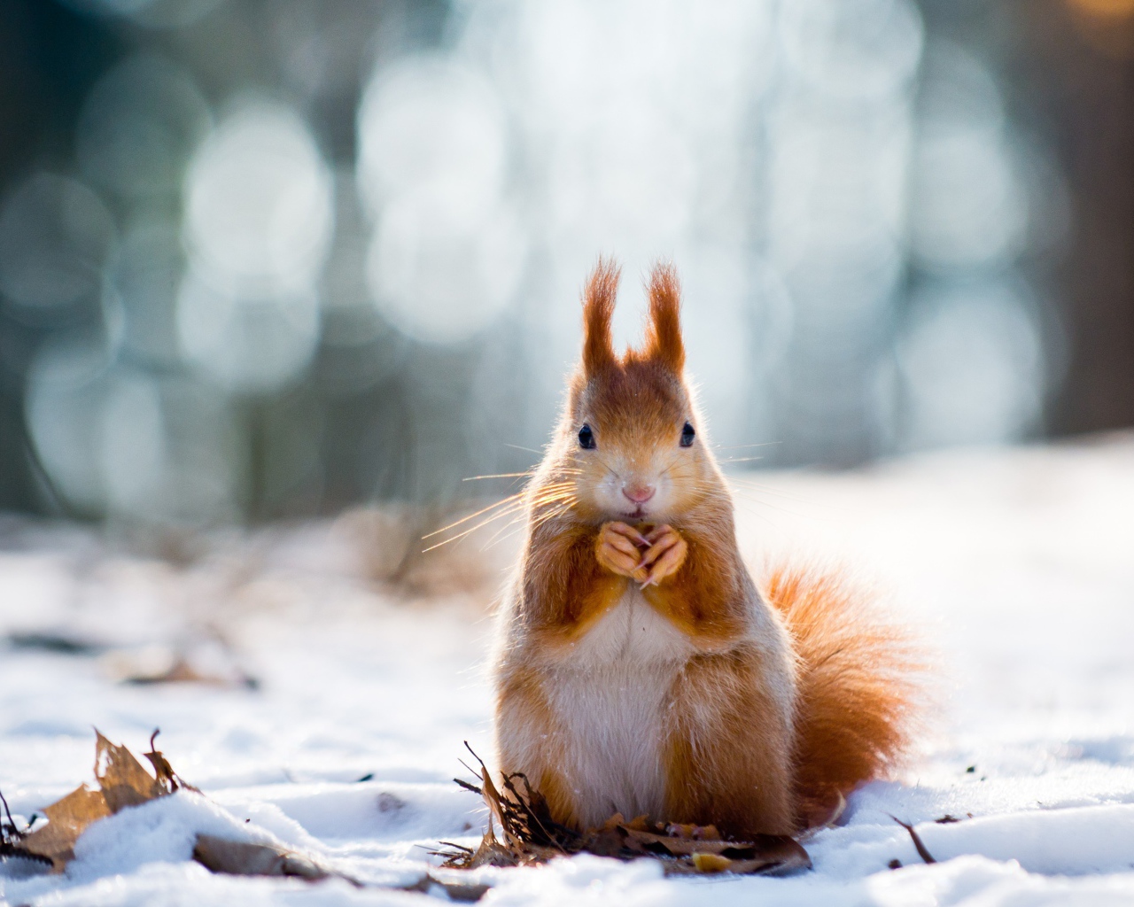 Рыжая белка грызет орех на снегу