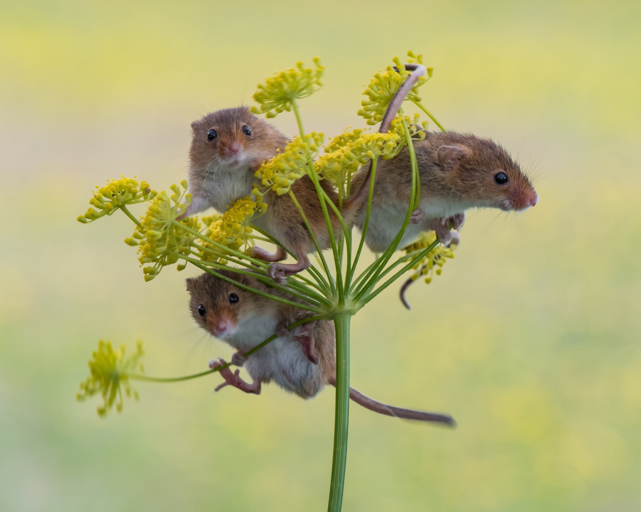 Три маленьких мышонка на зонтике укропа