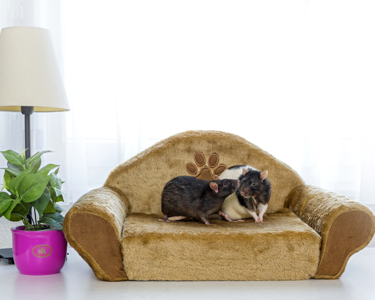 Две крысы на игрушечном диване