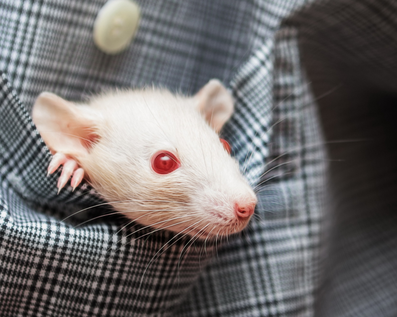 Белая крыса с красными глазами в кармане