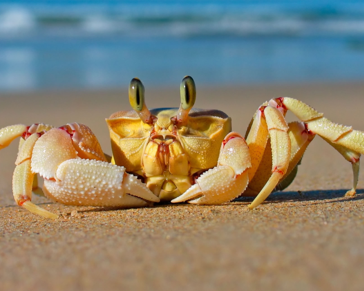 Big crab crawling in the sand