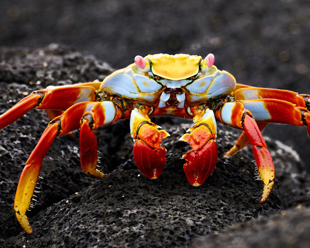 Большой краб на сером камне