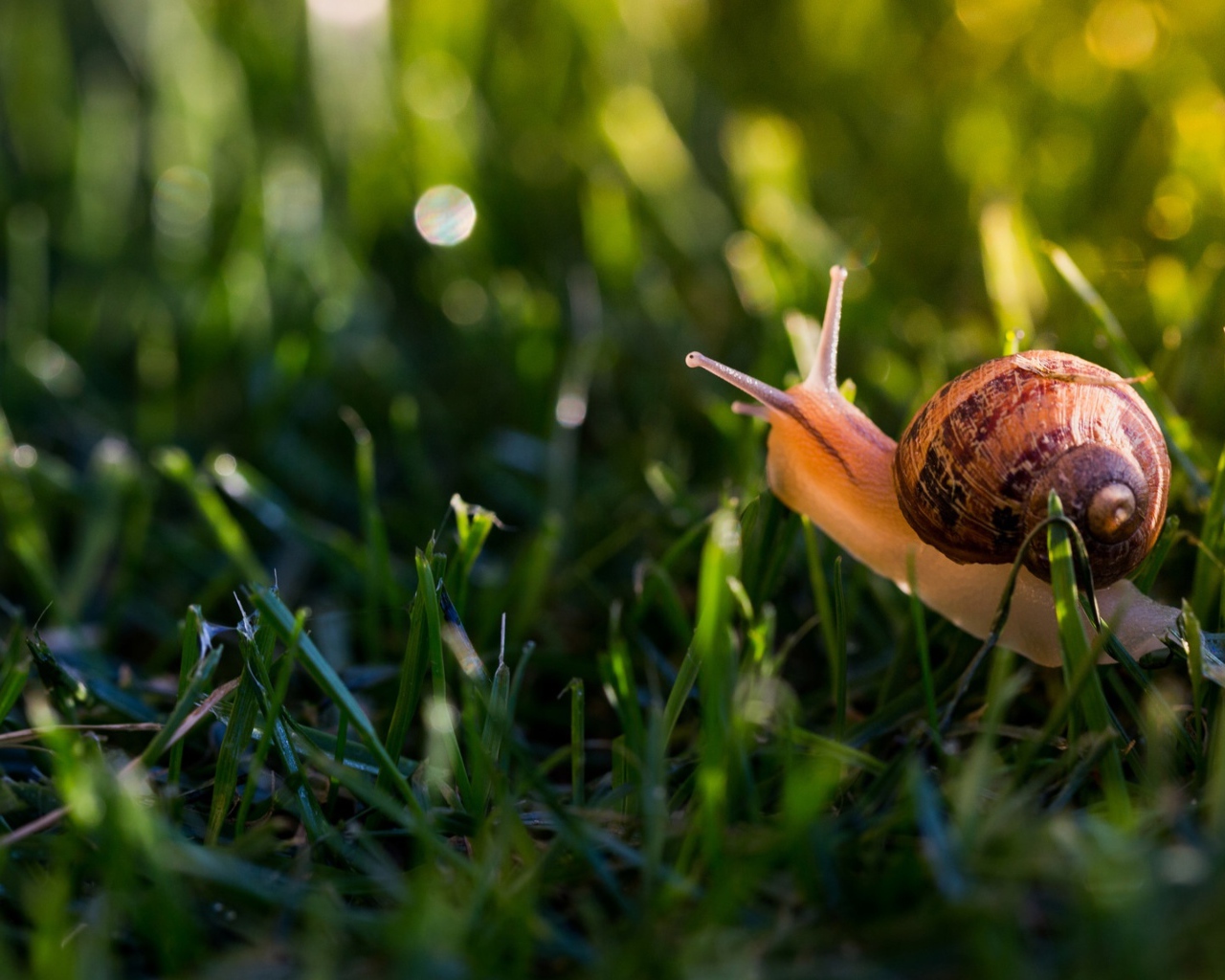 Большая улитка в зеленой траве