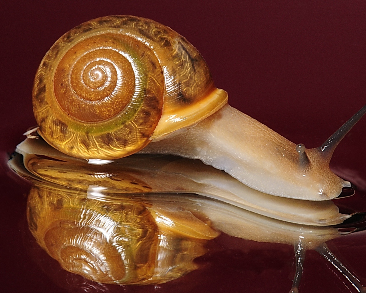Большая улитка на красном фоне