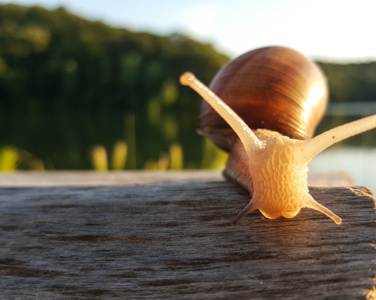 Большая улитка сидит на сухом дереве