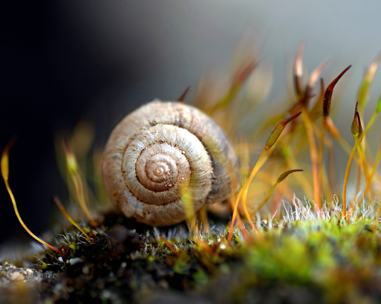 Улитка в ракушке на земле покрытой мхом