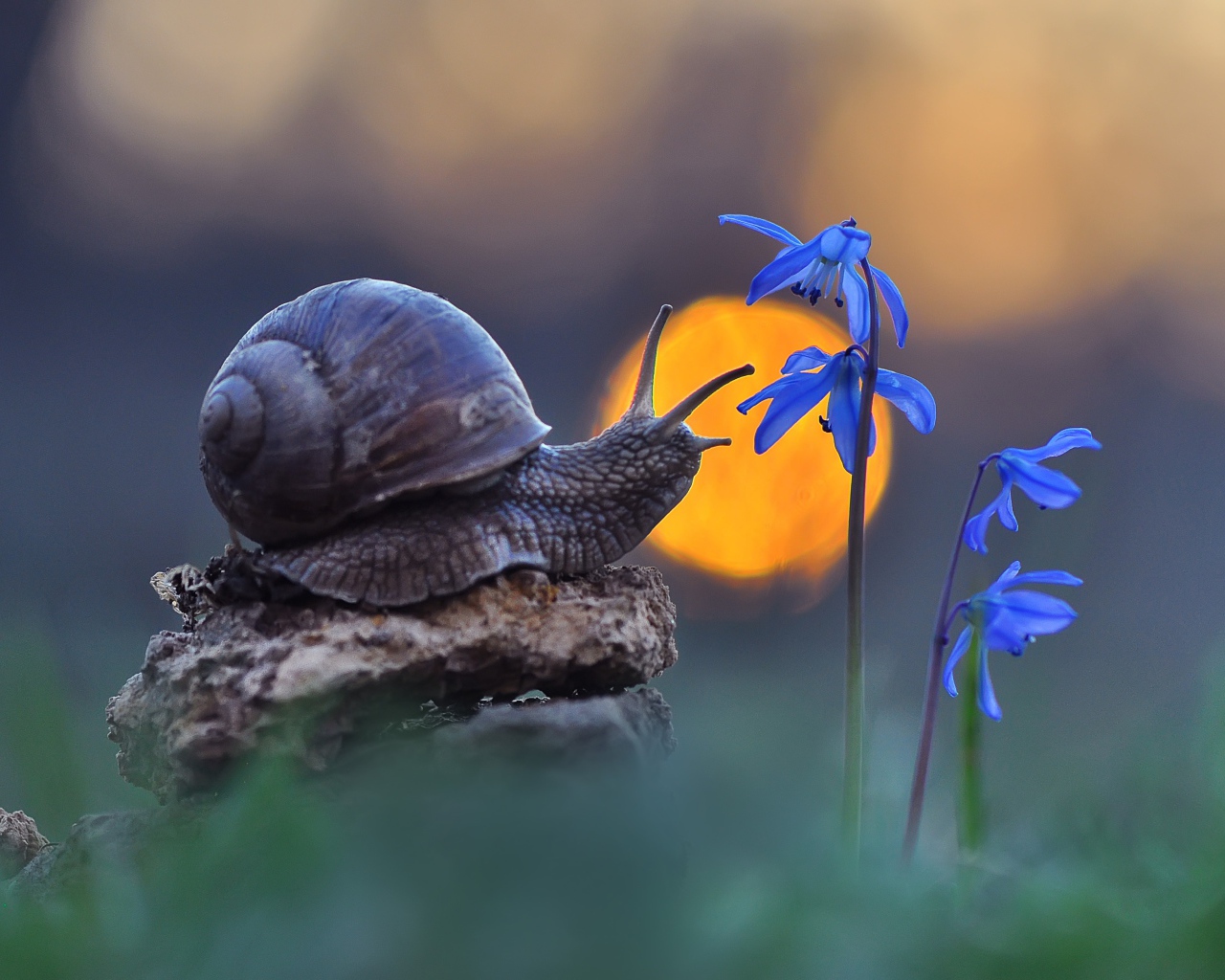 Snail sits on a stone near a blue flower