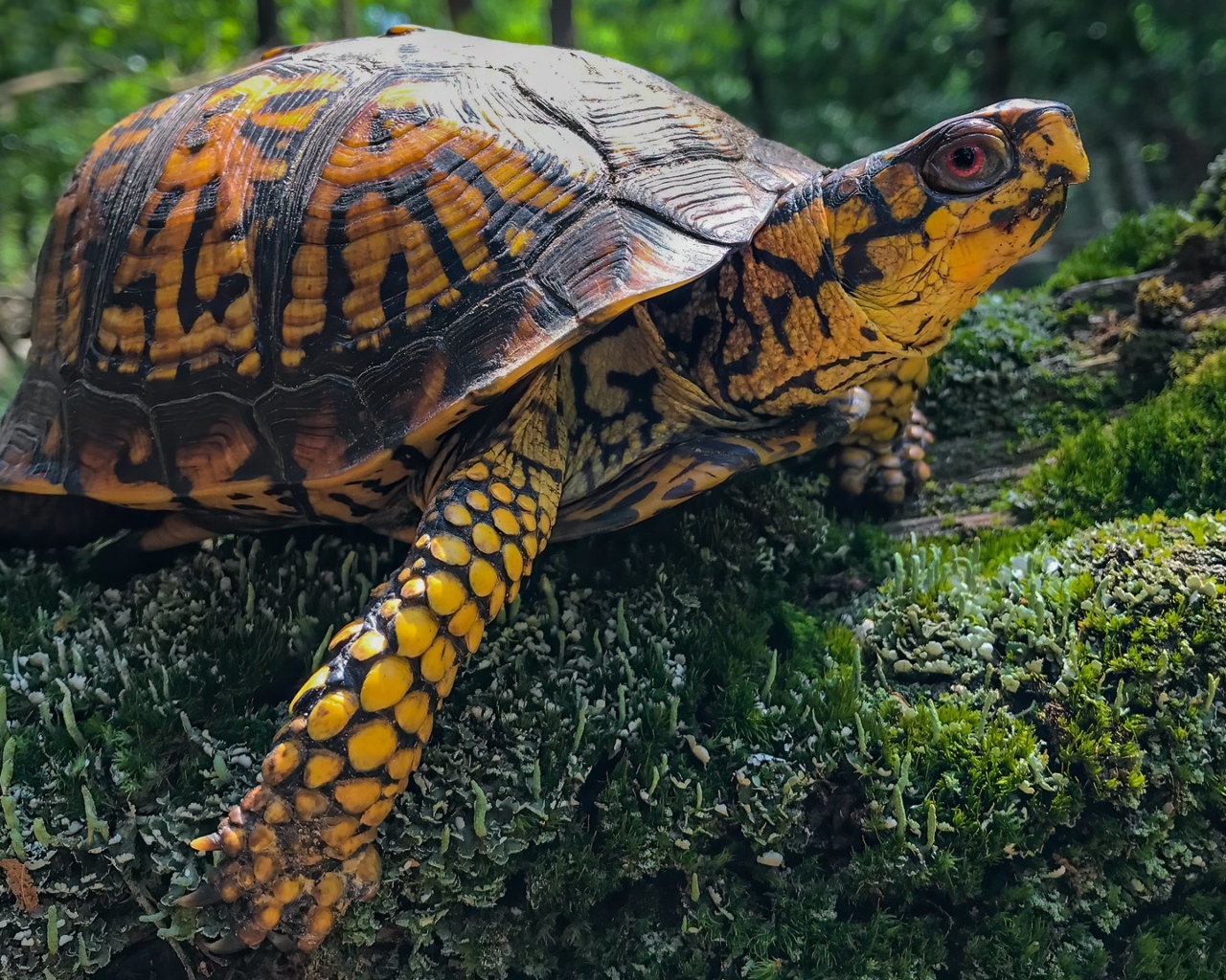 Большая черепаха на покрытом мхом камне