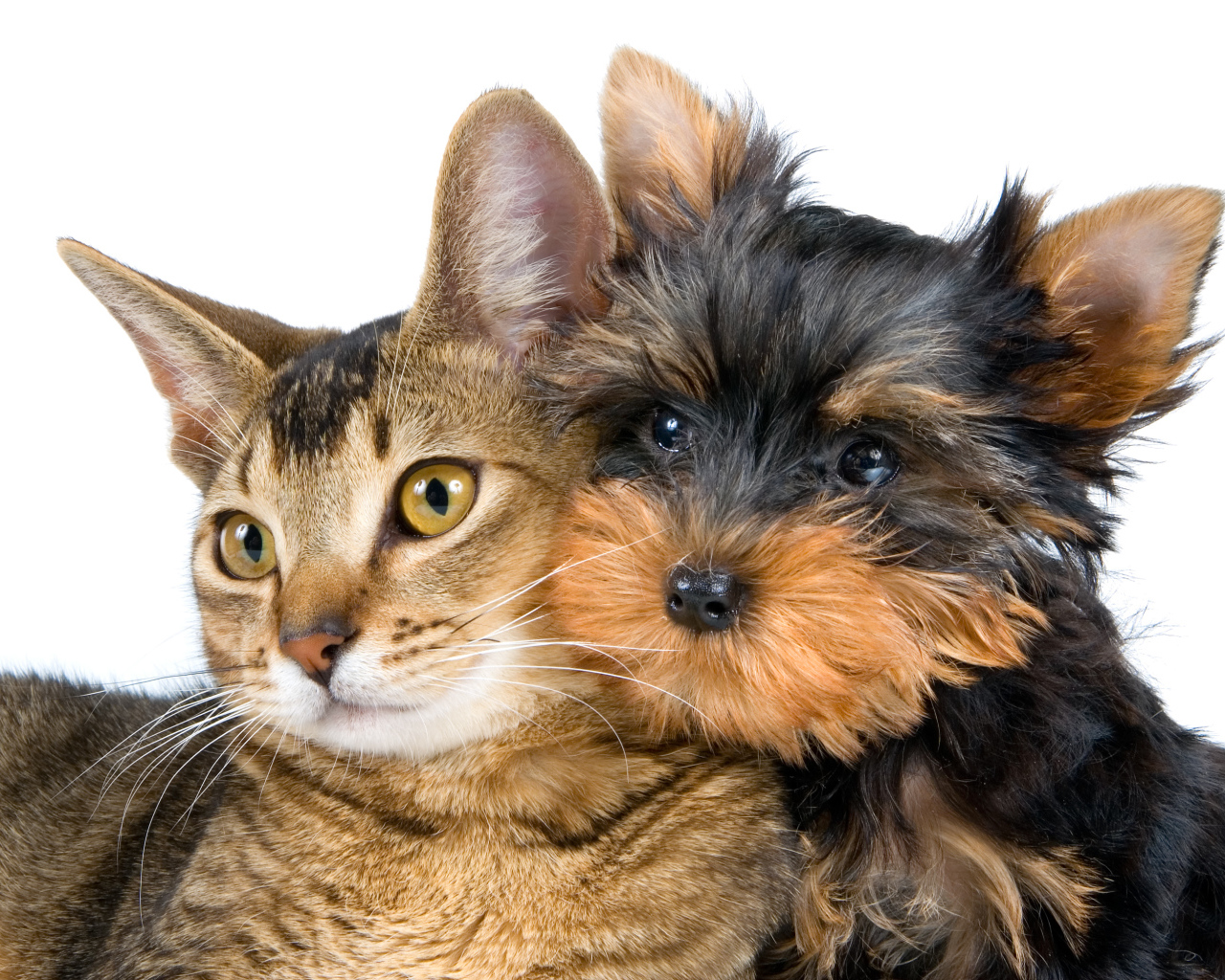 Большой серый кот и йоркширский терьер на белом фоне