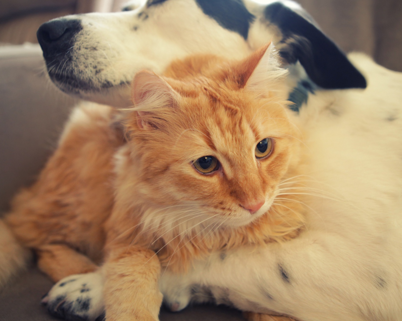 Большой рыжий кот лежит с собакой 